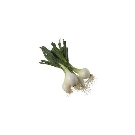 CEBOLLA TIERNA (MANOJO)